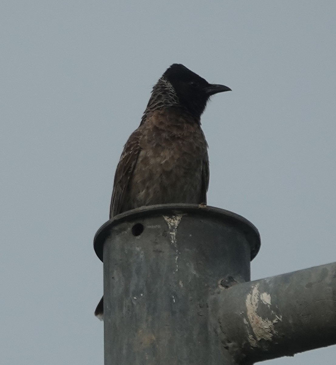 Red-vented Bulbul - ML638541538