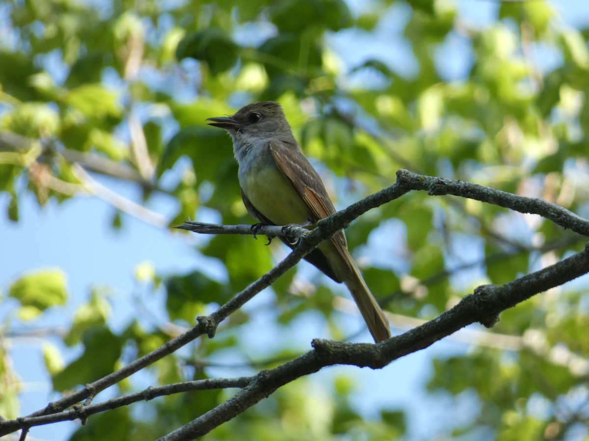 Great Crested Flycatcher - ML638541539