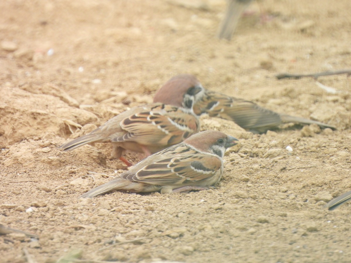 Eurasian Tree Sparrow - ML638541540
