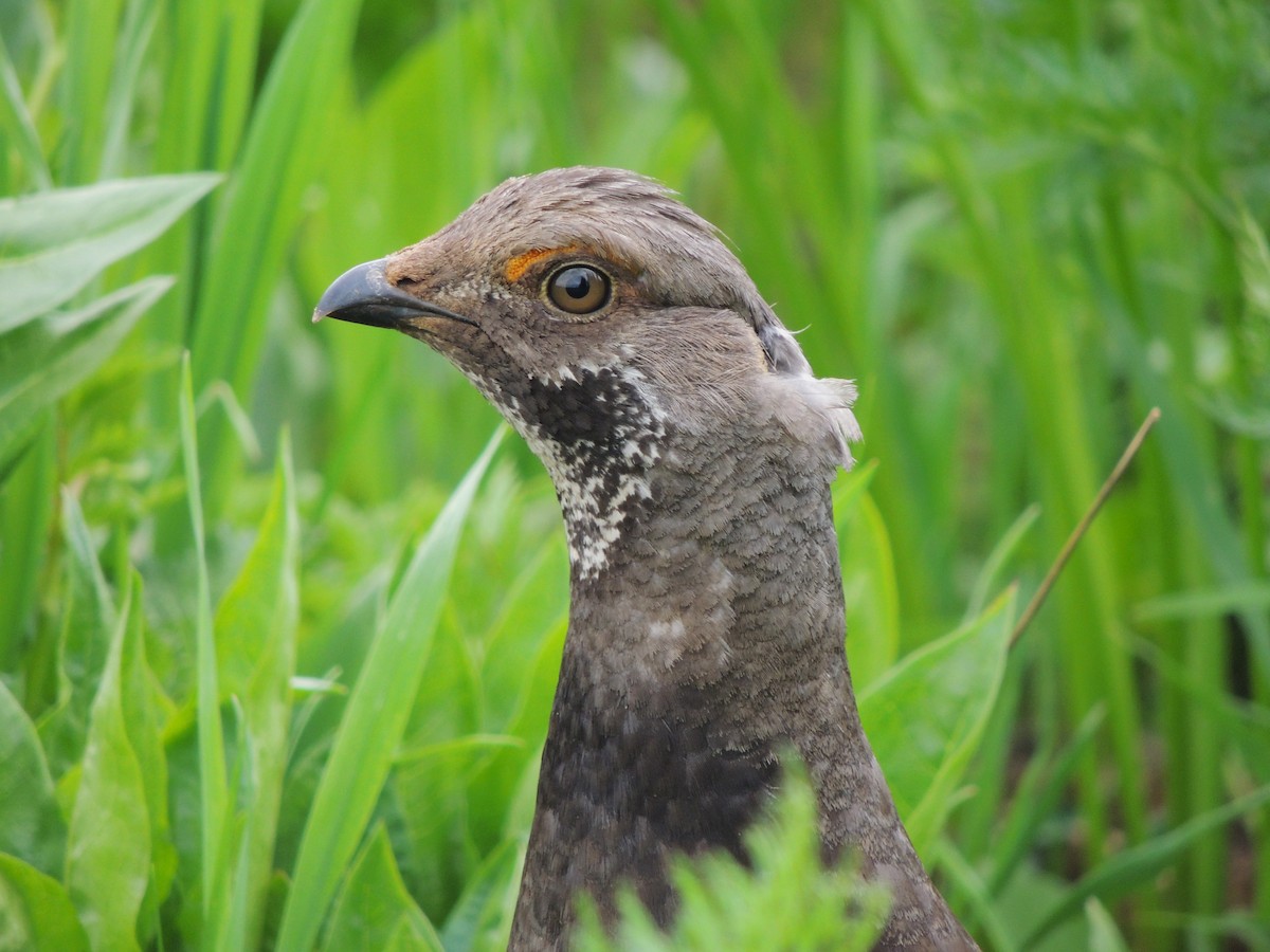 Dusky Grouse - ML638541547