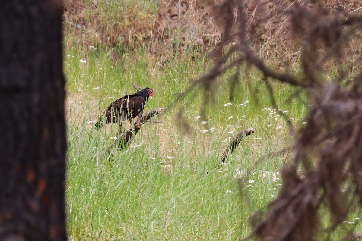 Turkey Vulture - ML638541549