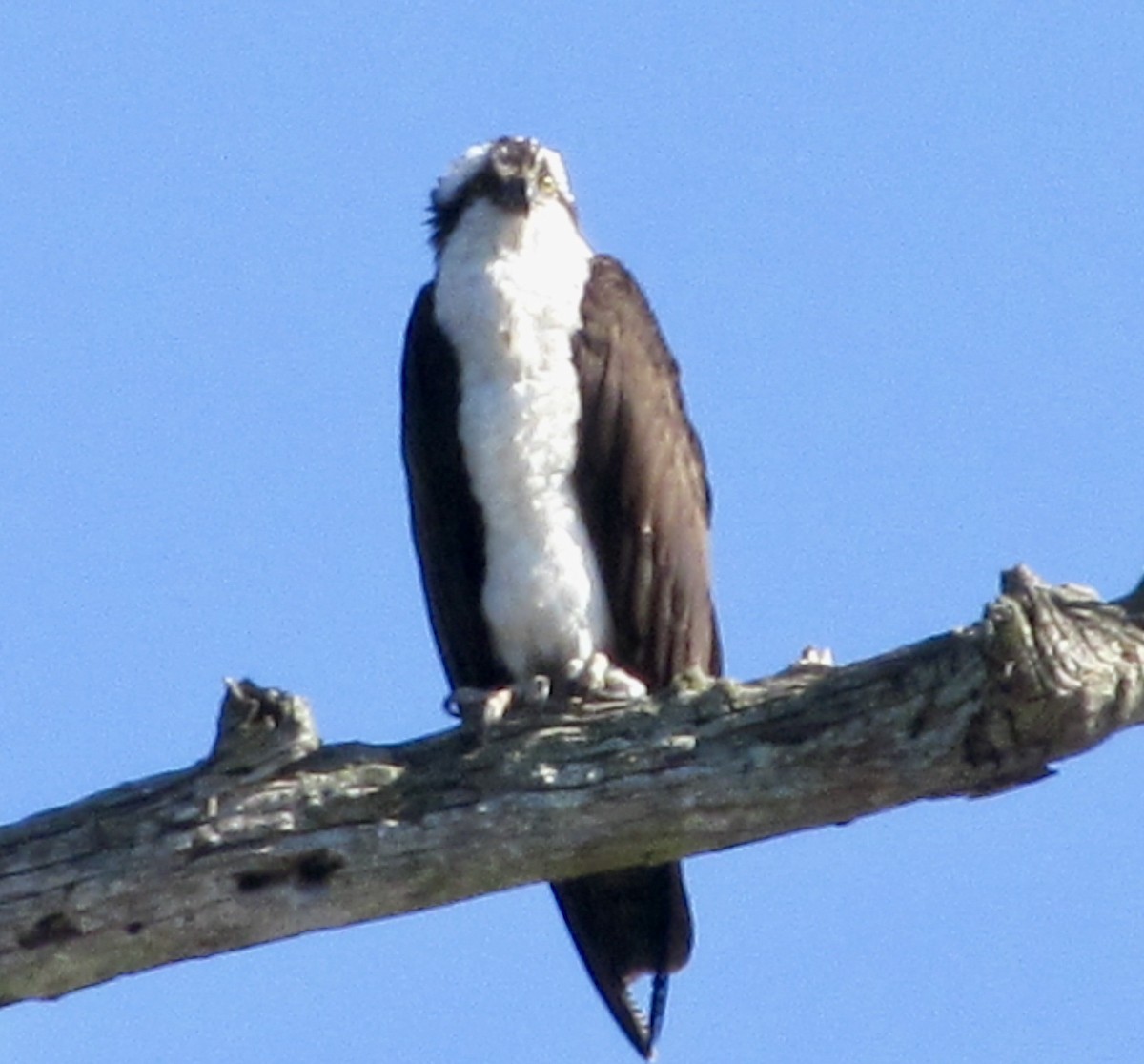 Águila Pescadora - ML638541550