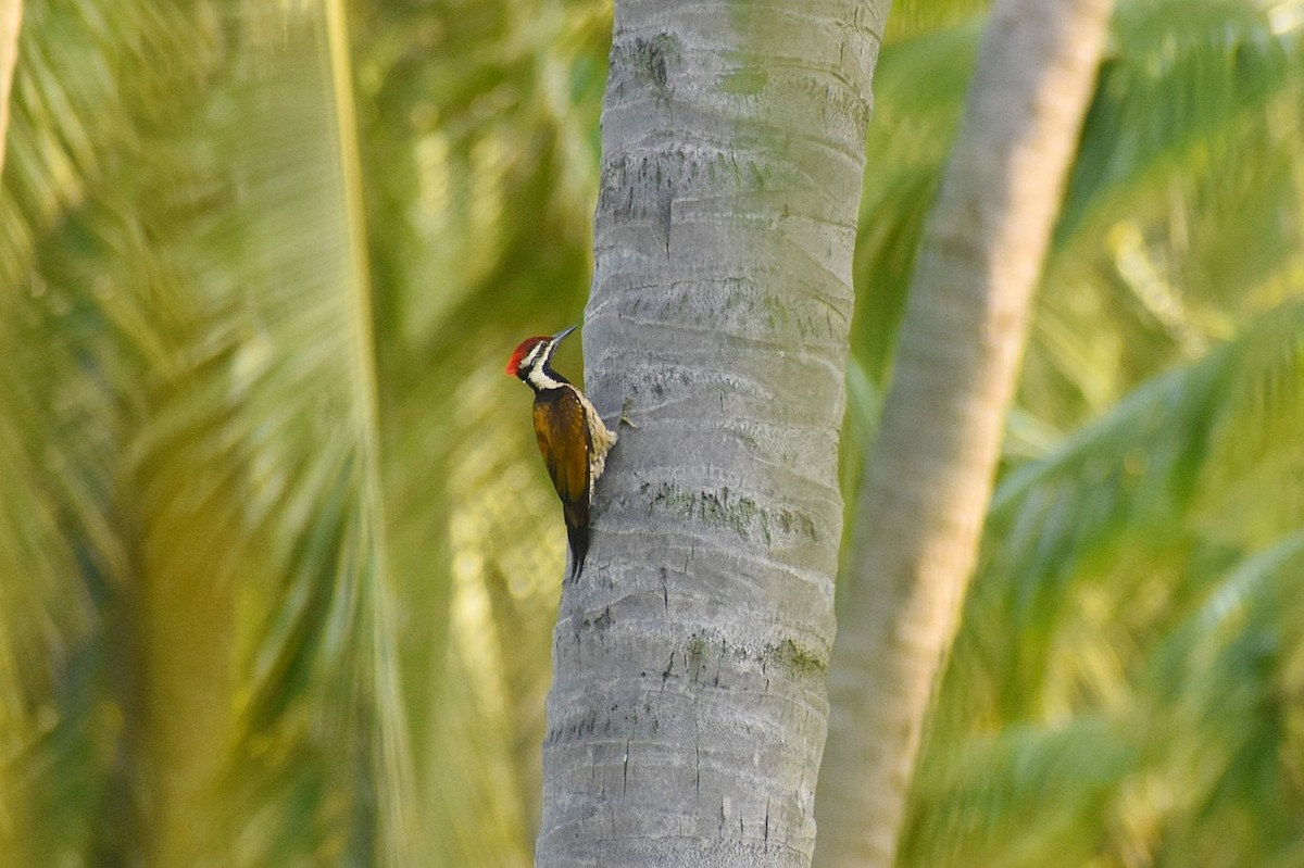 Black-rumped Flameback - ML638541602