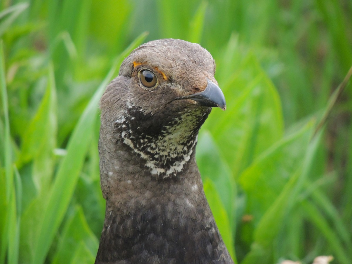 Dusky Grouse - ML638541620