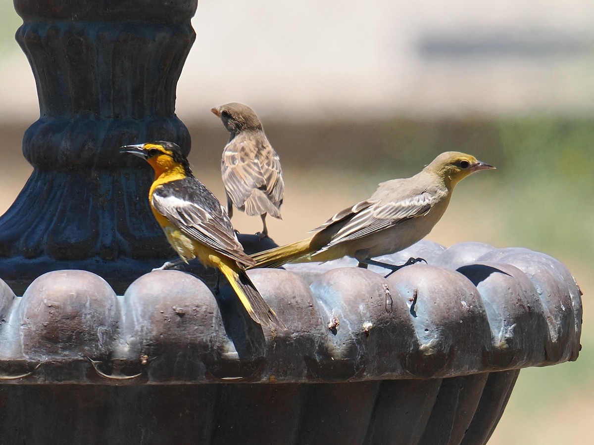Bullock's Oriole - ML638541627