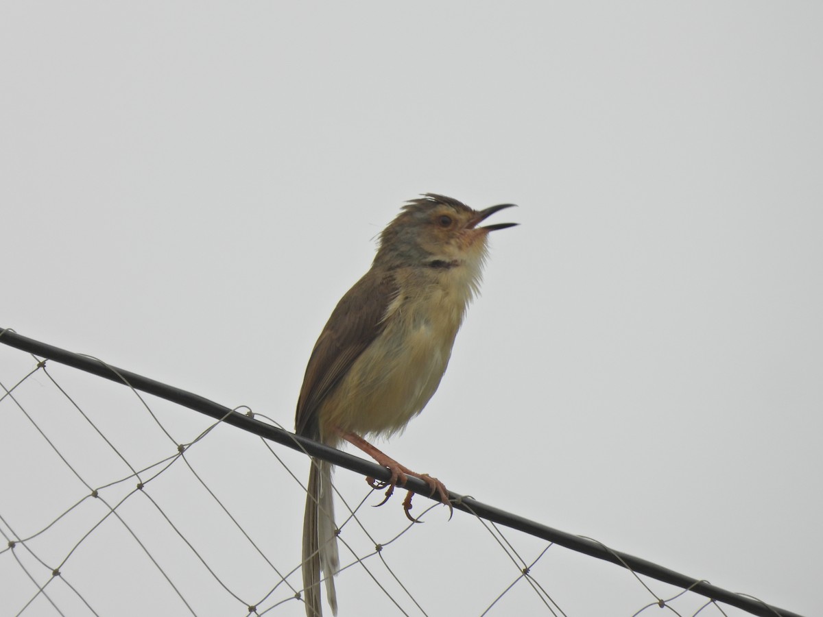 Plain Prinia - ML638541628