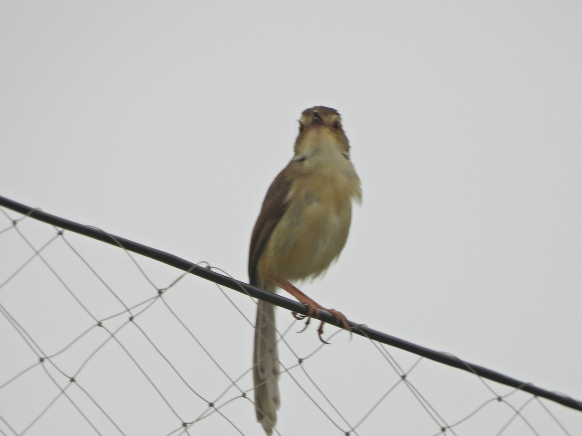 Plain Prinia - ML638541629