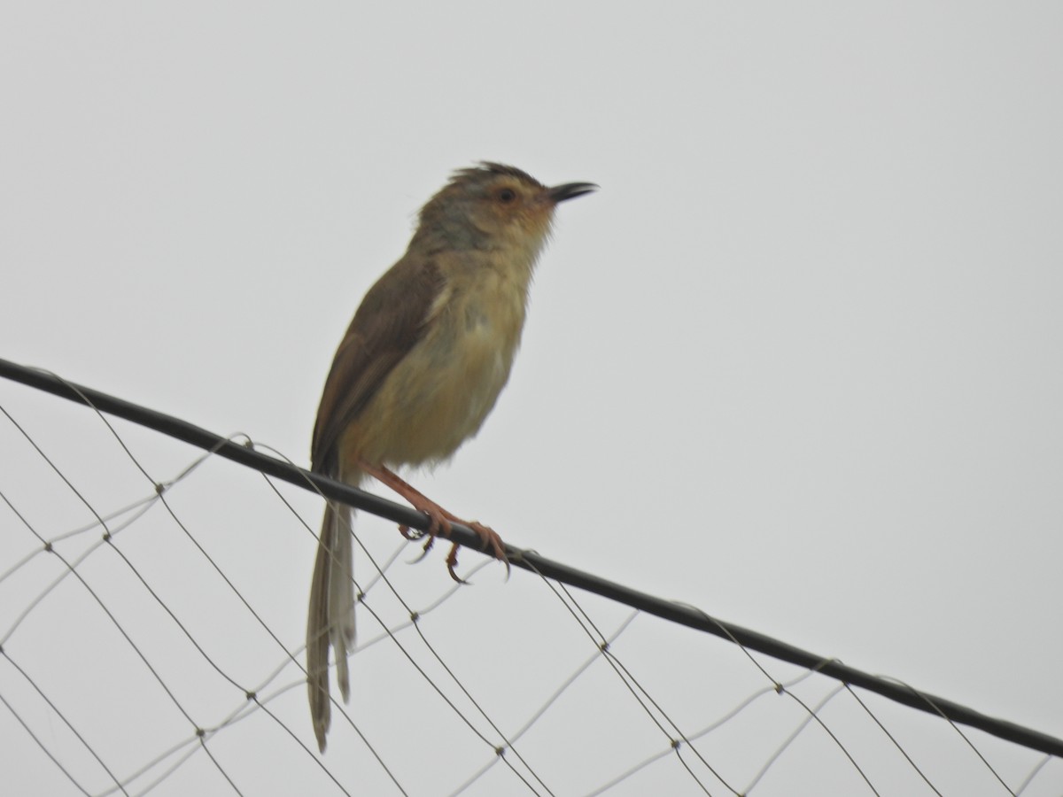 Plain Prinia - ML638541630
