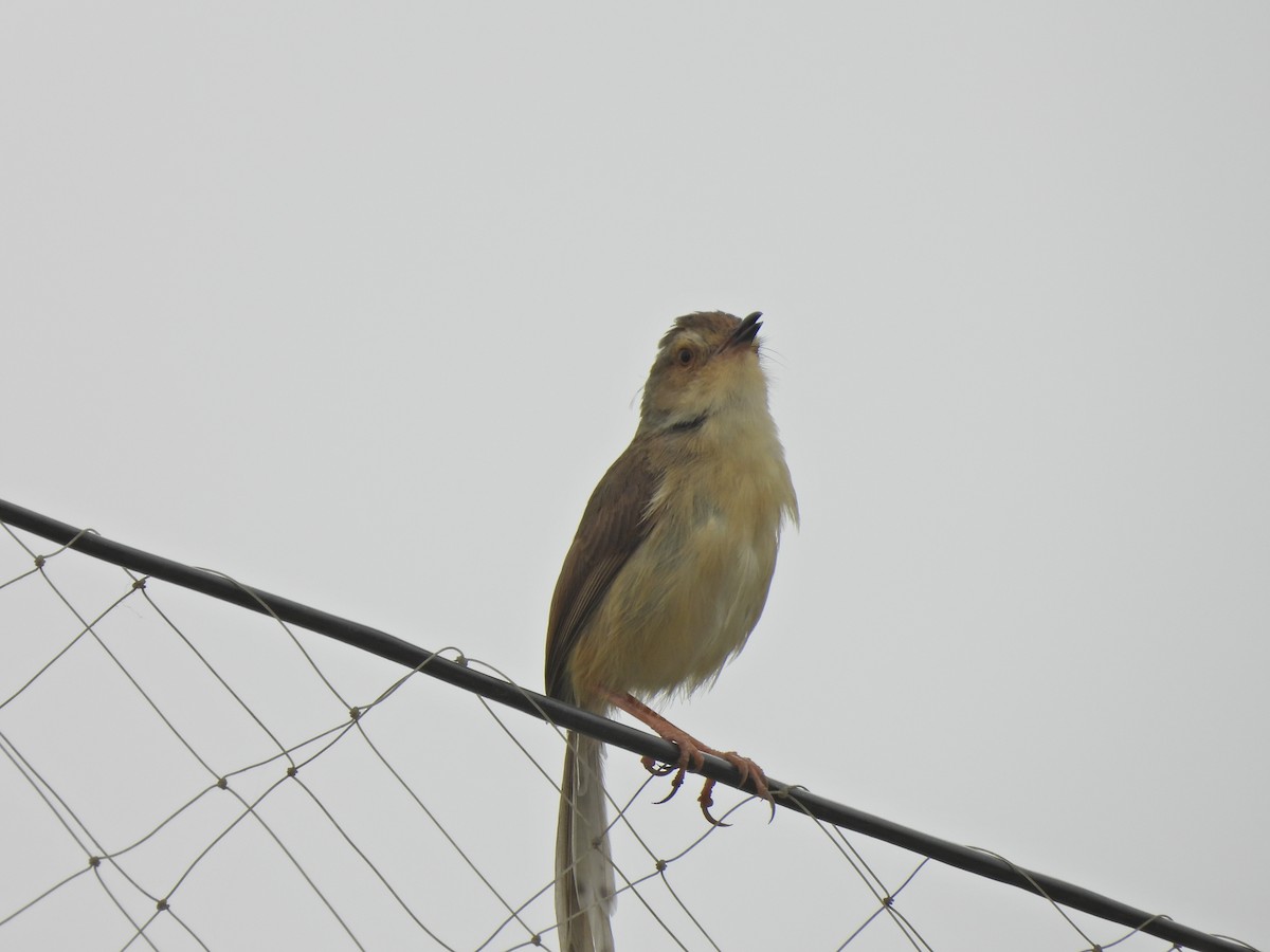 Plain Prinia - ML638541631