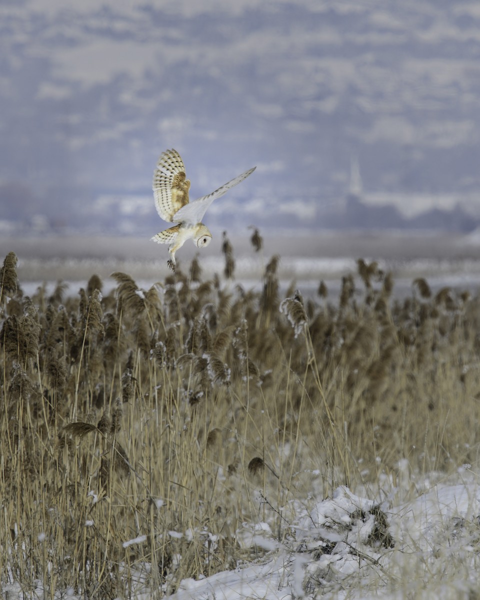 American Barn Owl - ML638541632