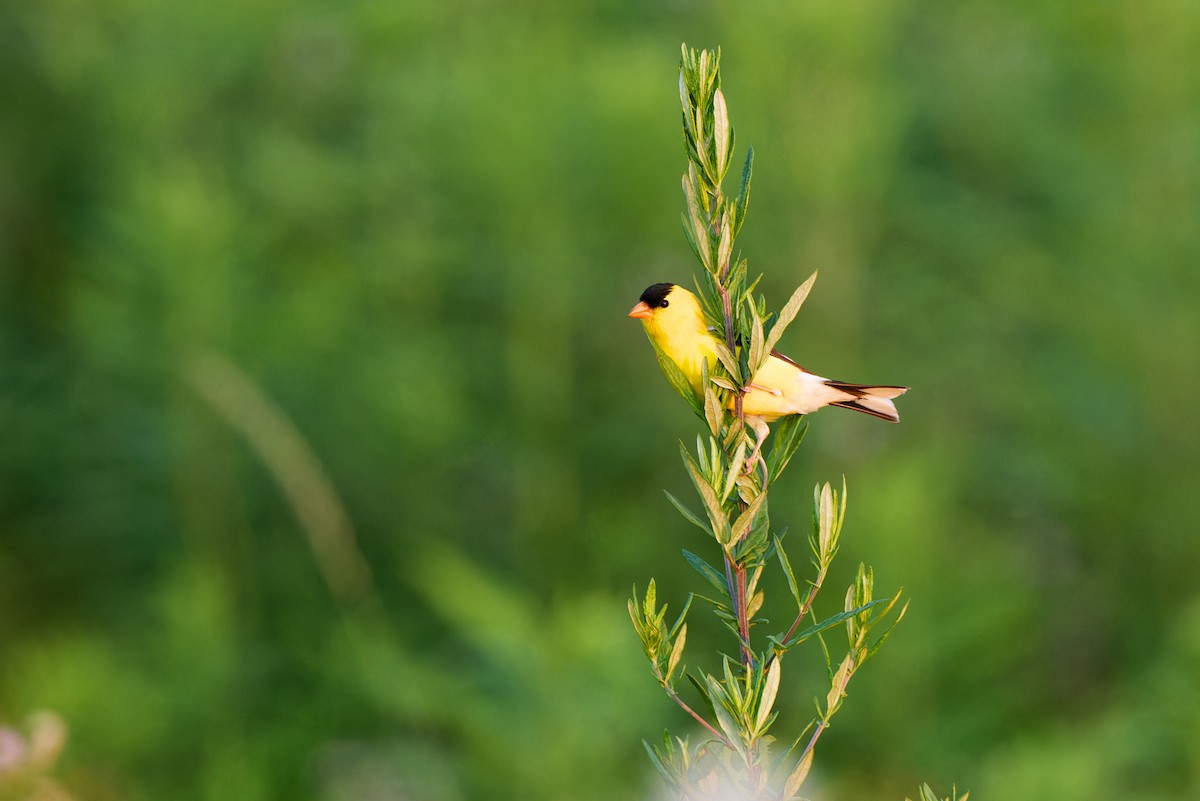 American Goldfinch - ML638541637