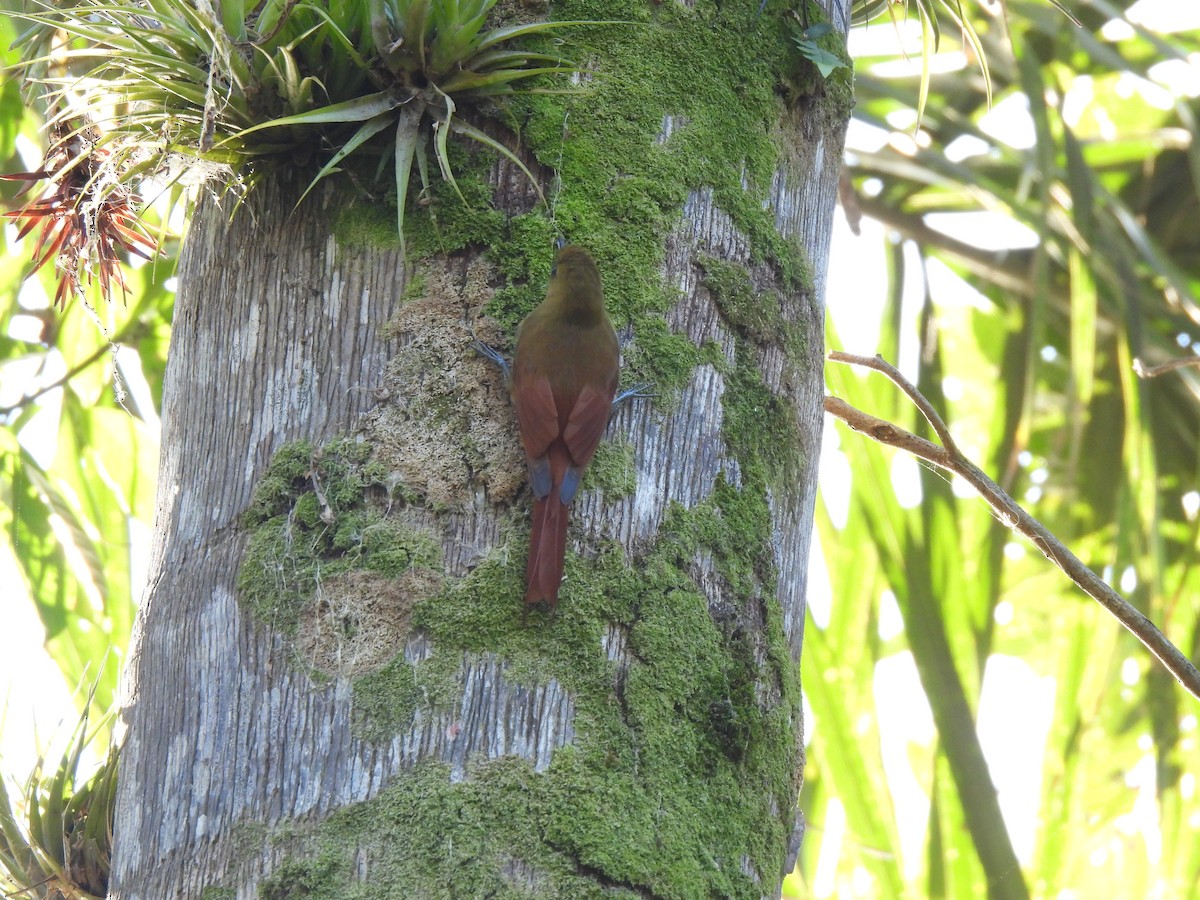 Olivaceous Woodcreeper - ML638541638