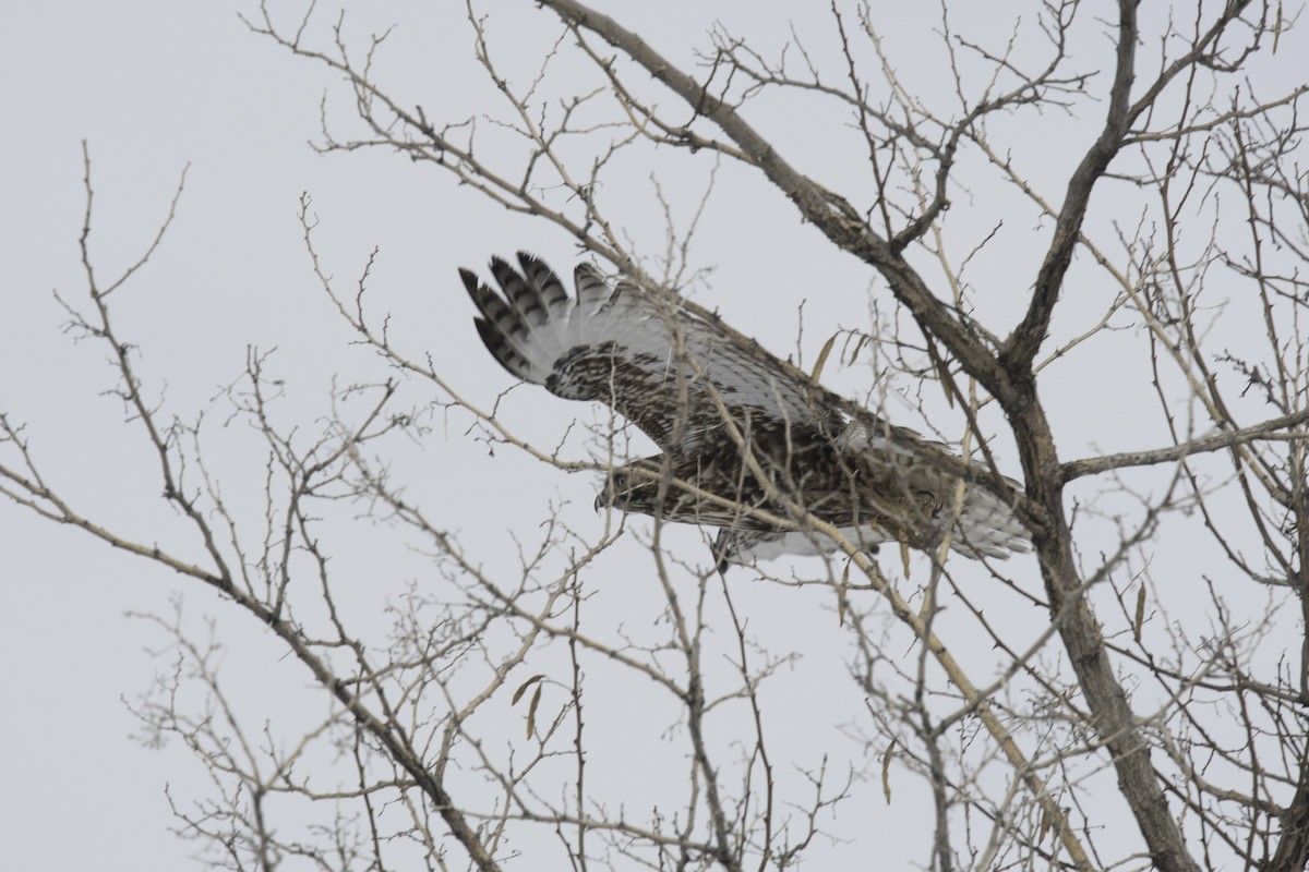 Red-tailed Hawk - ML638541642