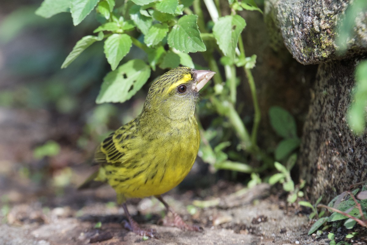 Forest Canary - ML638541643