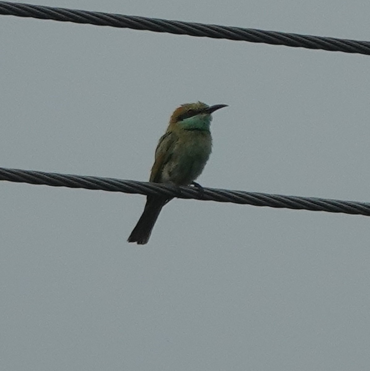 Asian Green Bee-eater - ML638541645