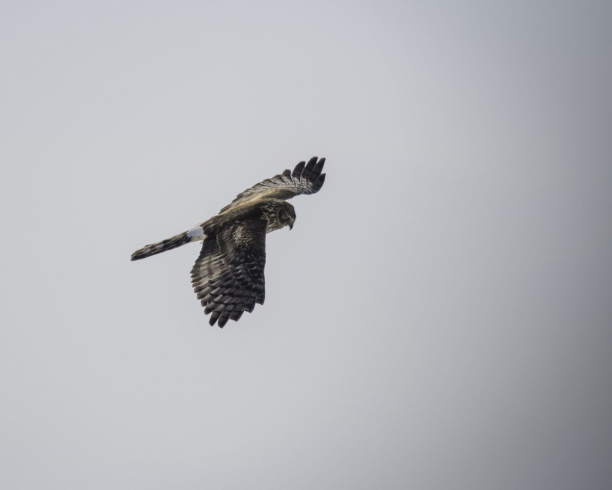 Northern Harrier - ML638541646