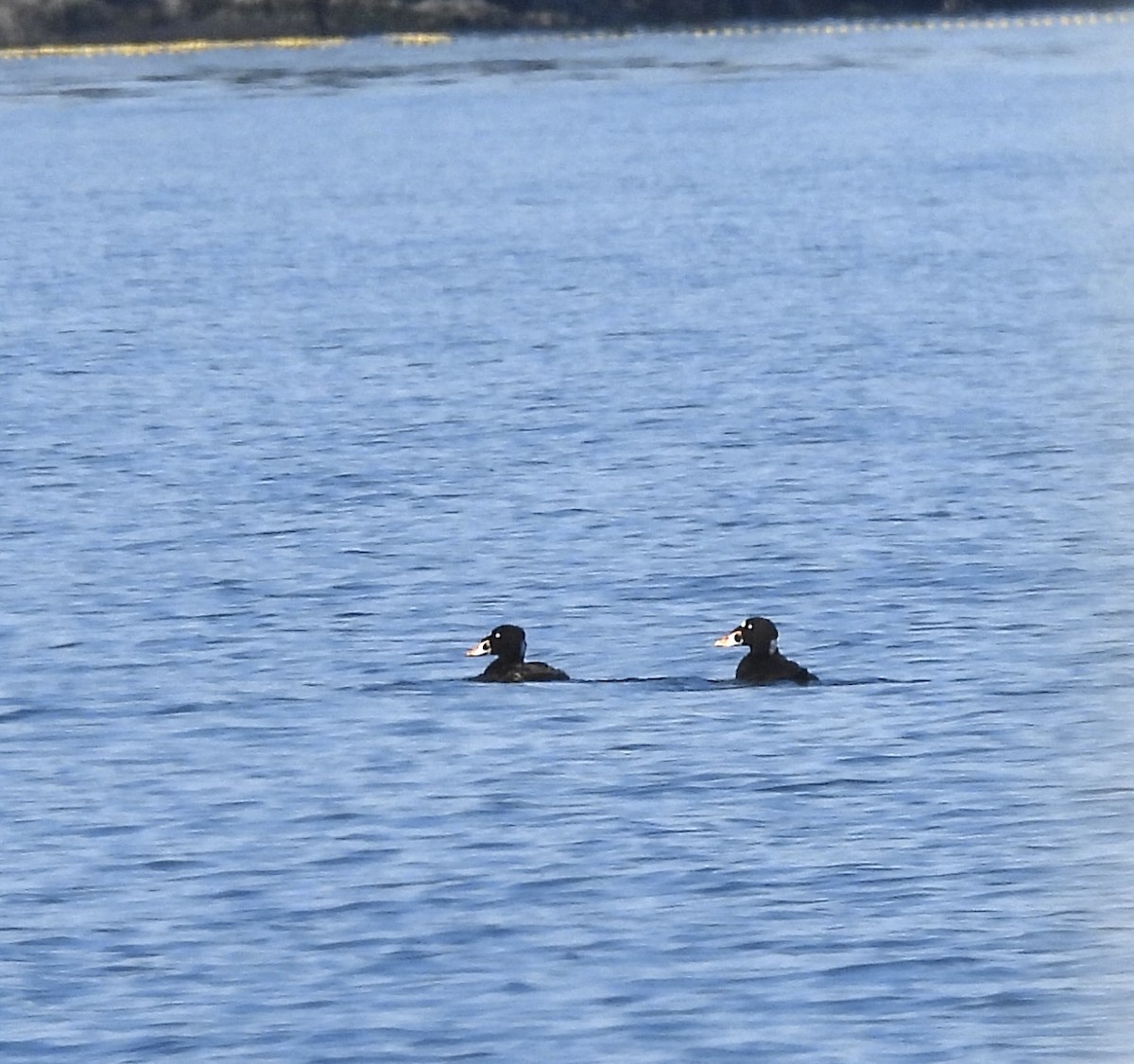 Surf Scoter - ML638541647