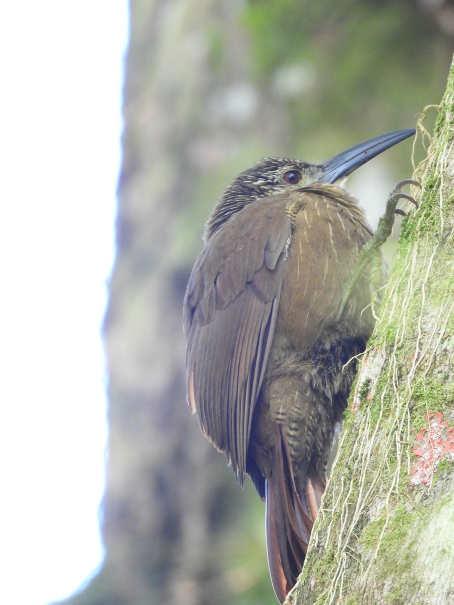 White-throated Woodcreeper - ML638541650
