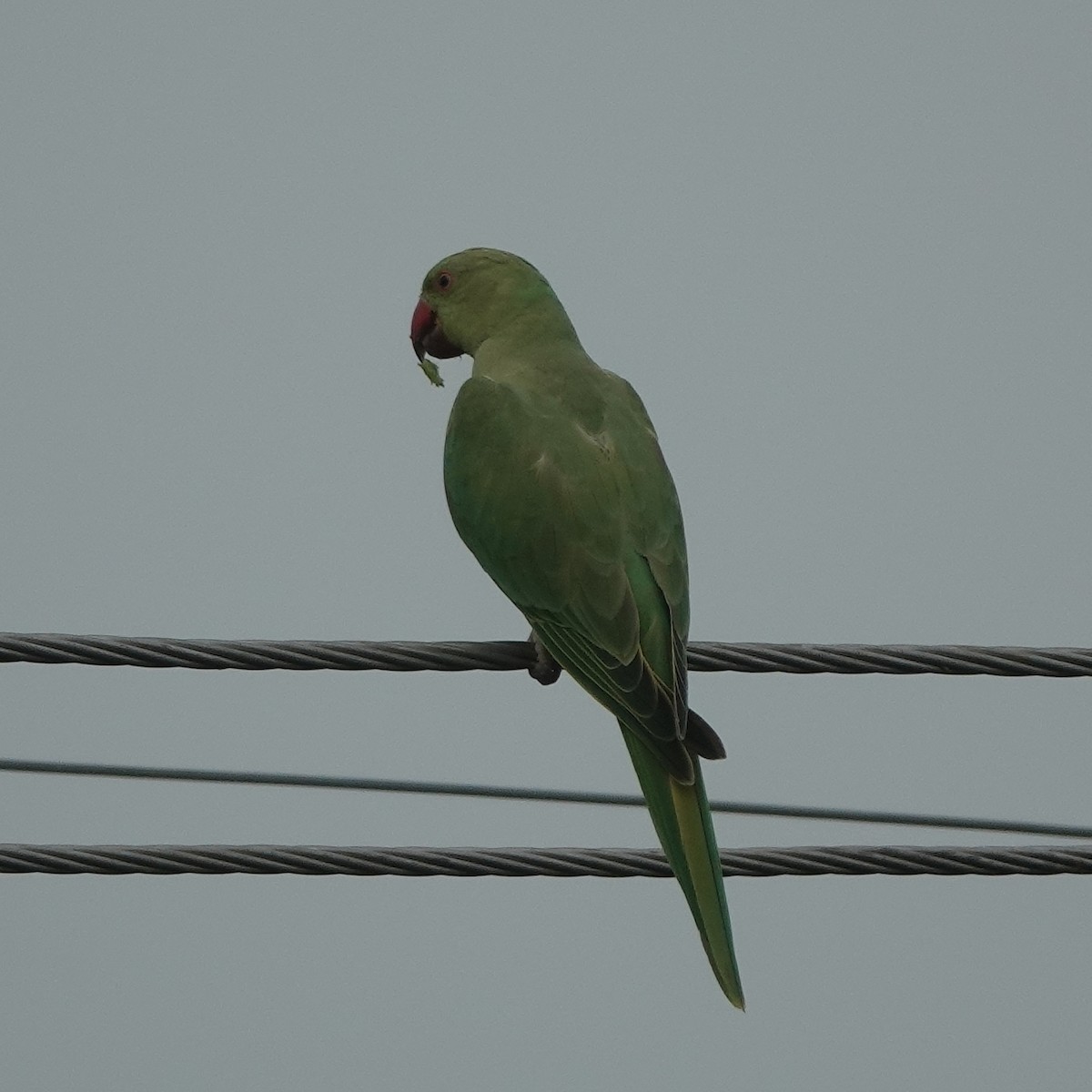 Rose-ringed Parakeet - ML638541651