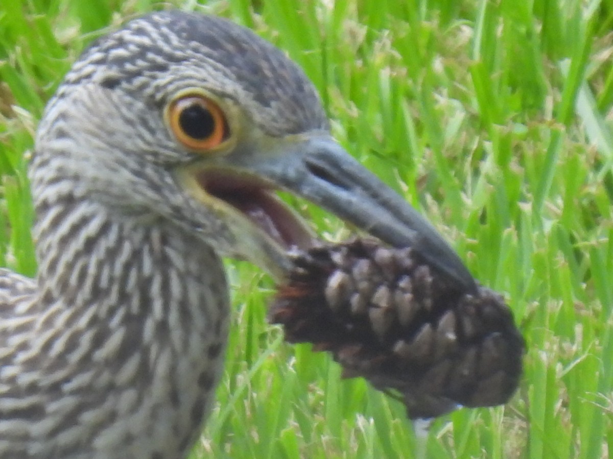 Yellow-crowned Night Heron - ML638541653