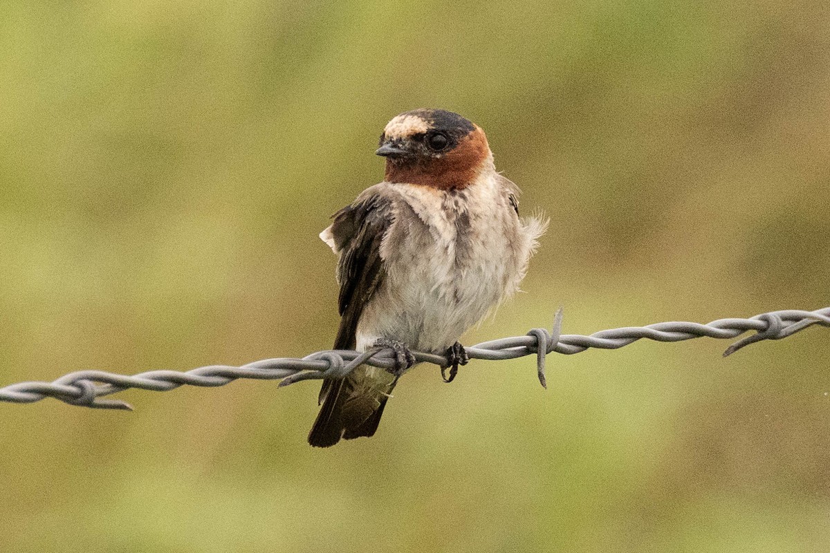 Cliff Swallow - ML638541658