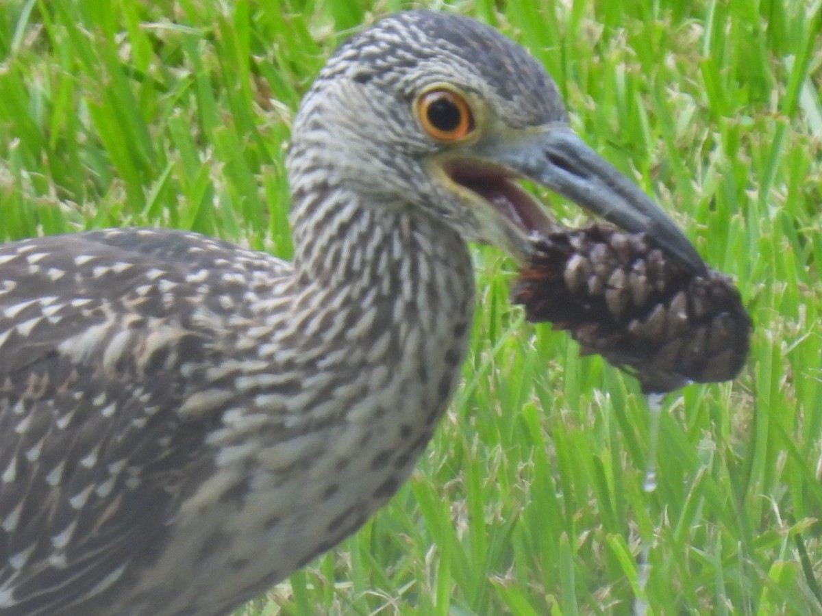 Yellow-crowned Night Heron - ML638541660