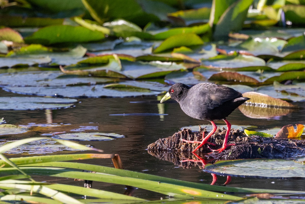 Black Crake - ML638541661