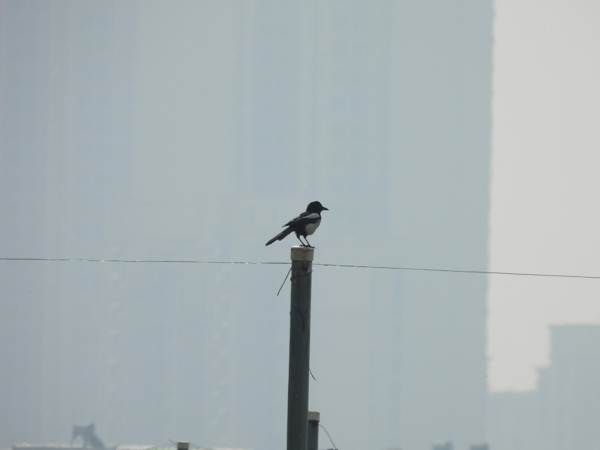 Oriental Magpie - ML638541693