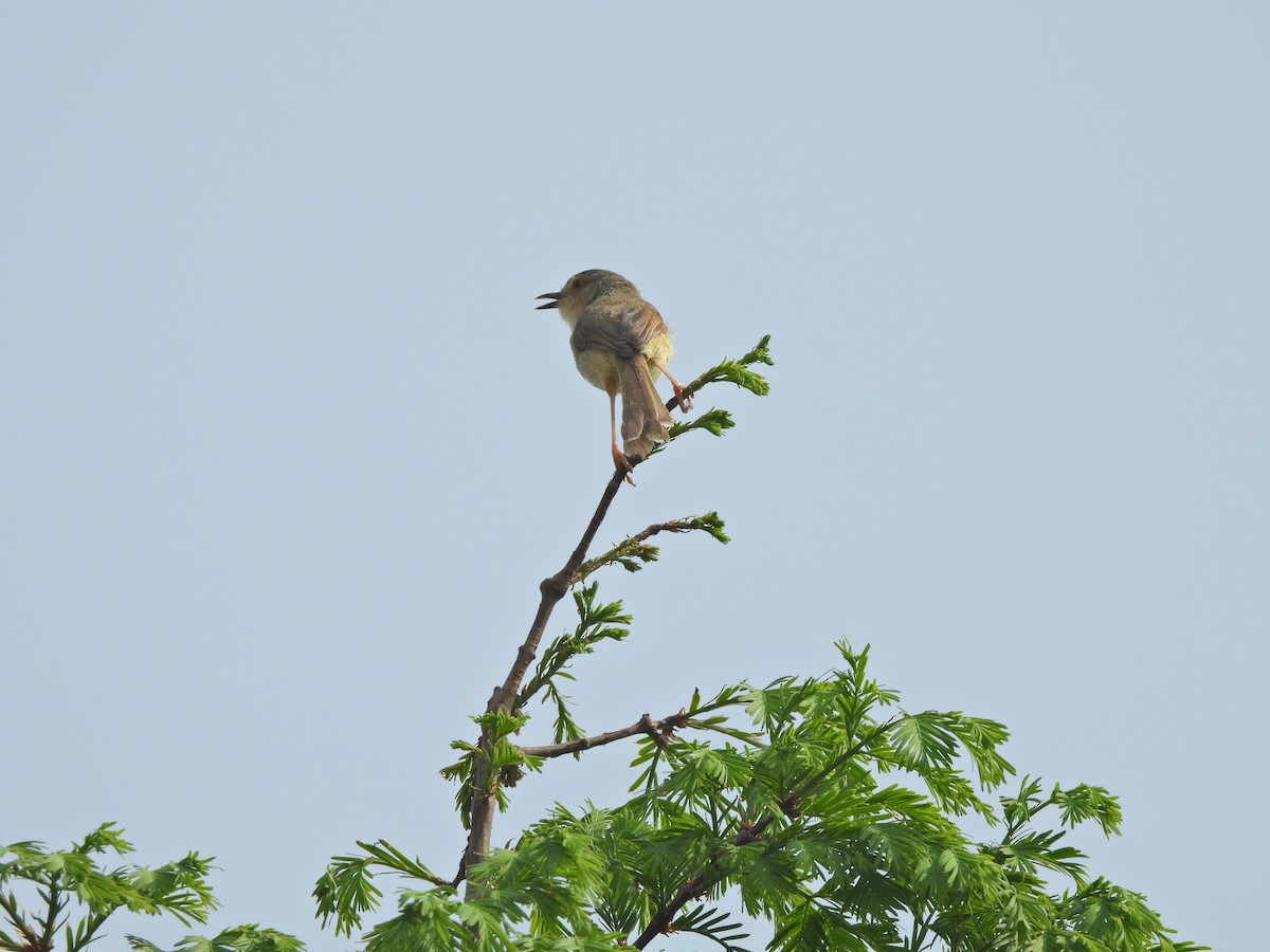 Plain Prinia - ML638541698
