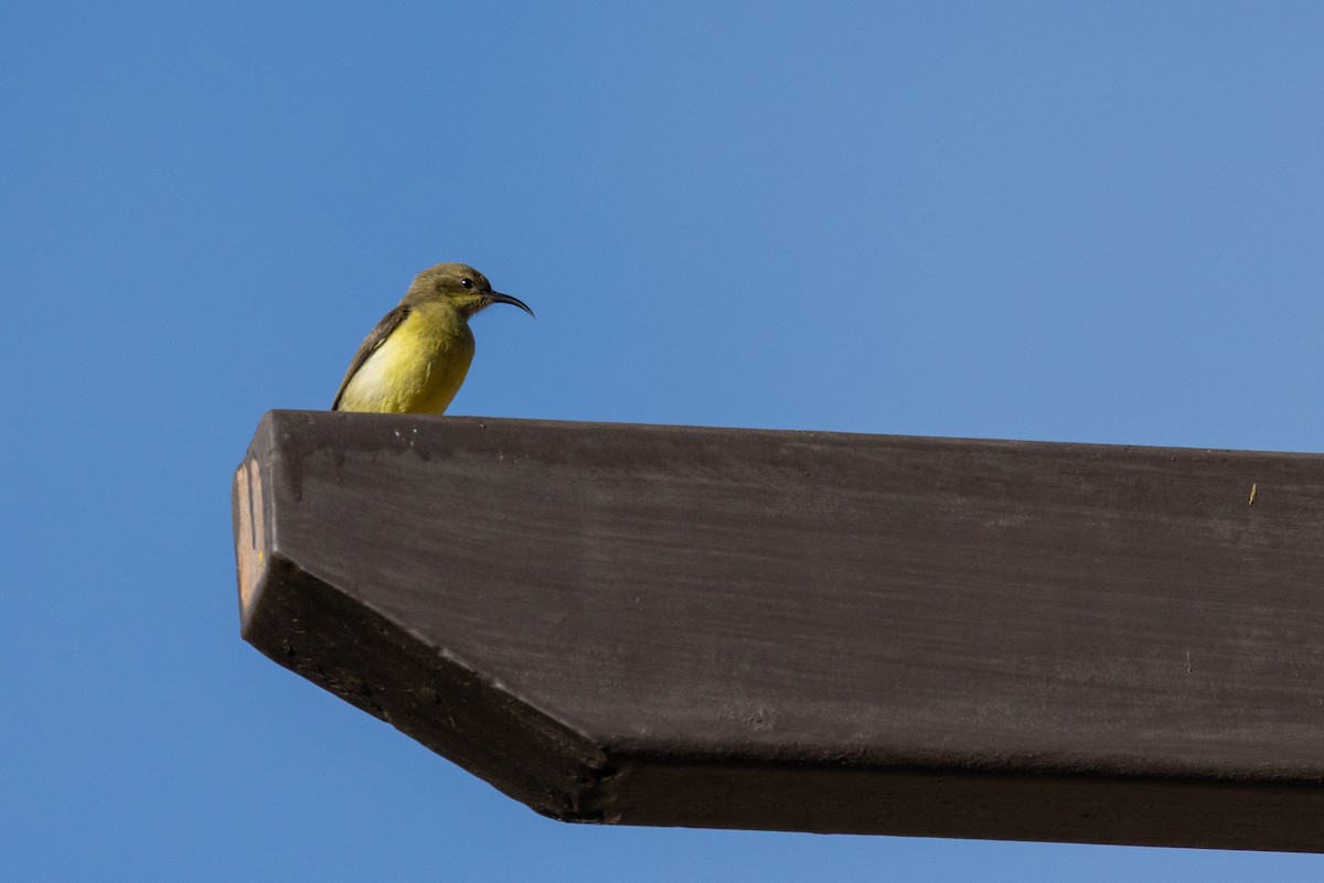 Variable Sunbird - ML638541700