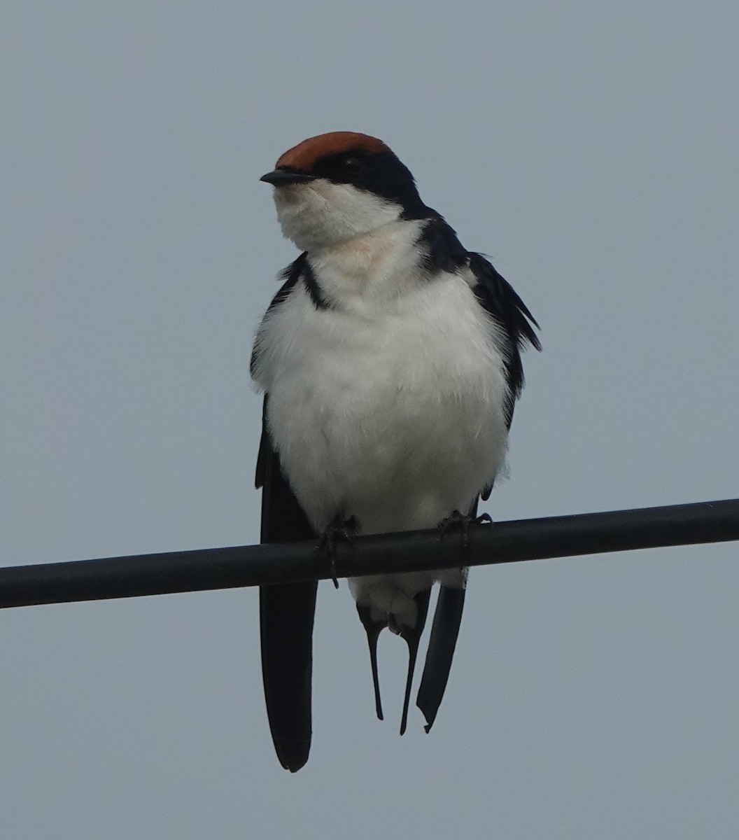 Wire-tailed Swallow - ML638541702