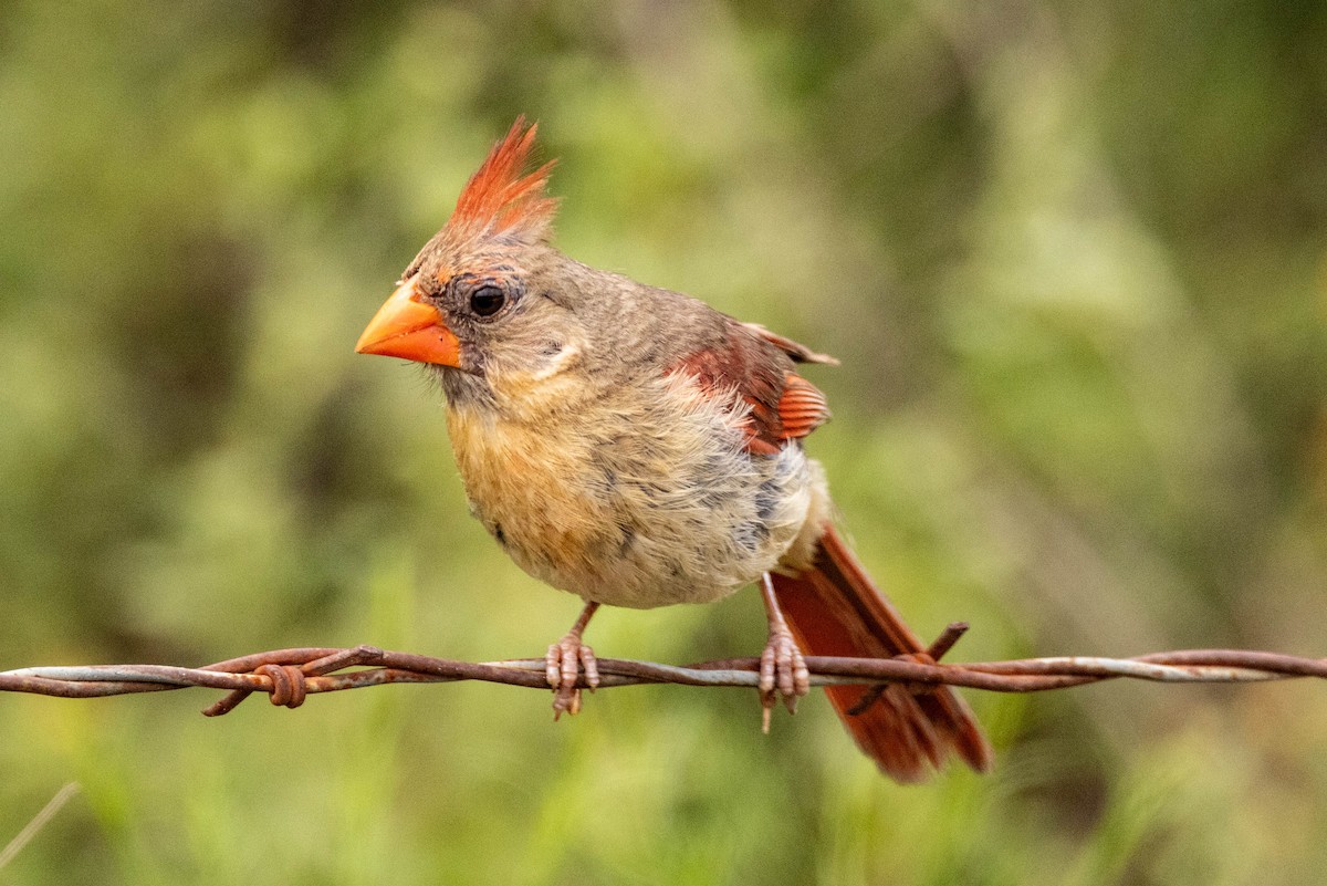 Northern Cardinal - ML638541703