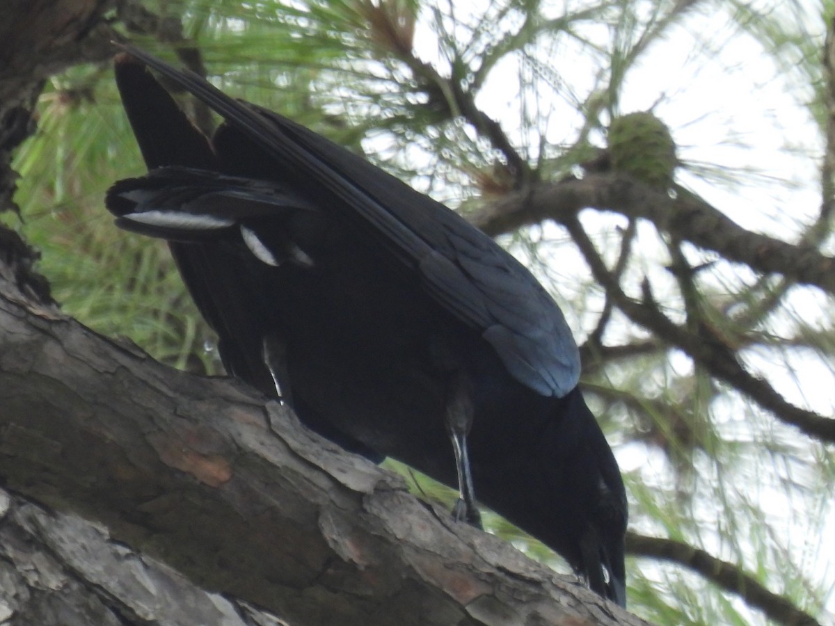 Fish Crow - ML638541704