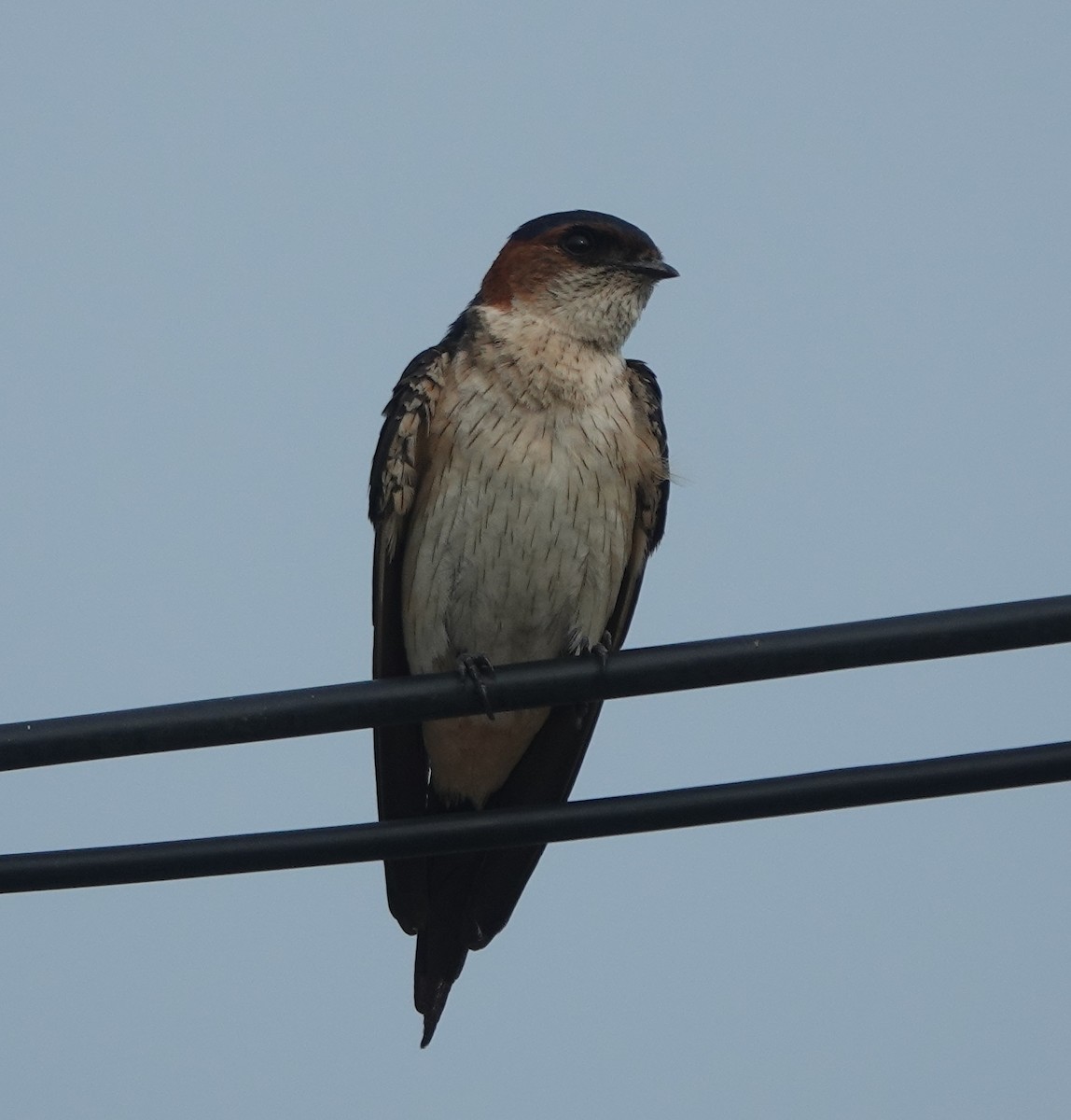 Eastern Red-rumped Swallow - ML638541706