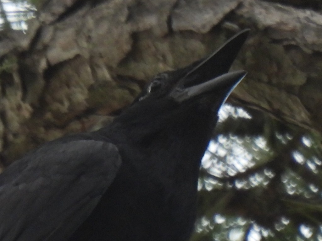 Fish Crow - ML638541709