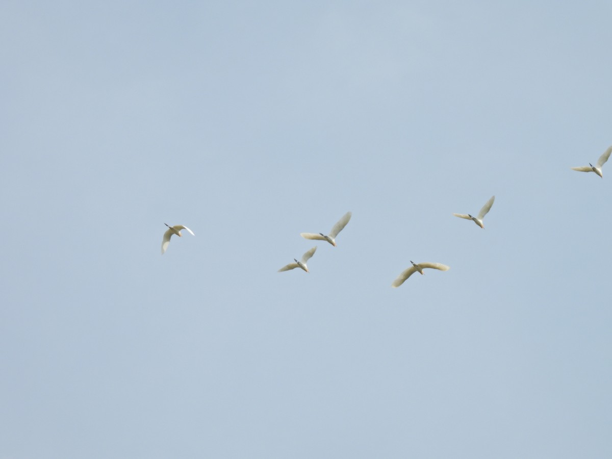Eastern Cattle-Egret - ML638541711