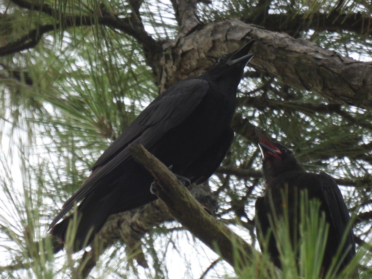 Fish Crow - ML638541712