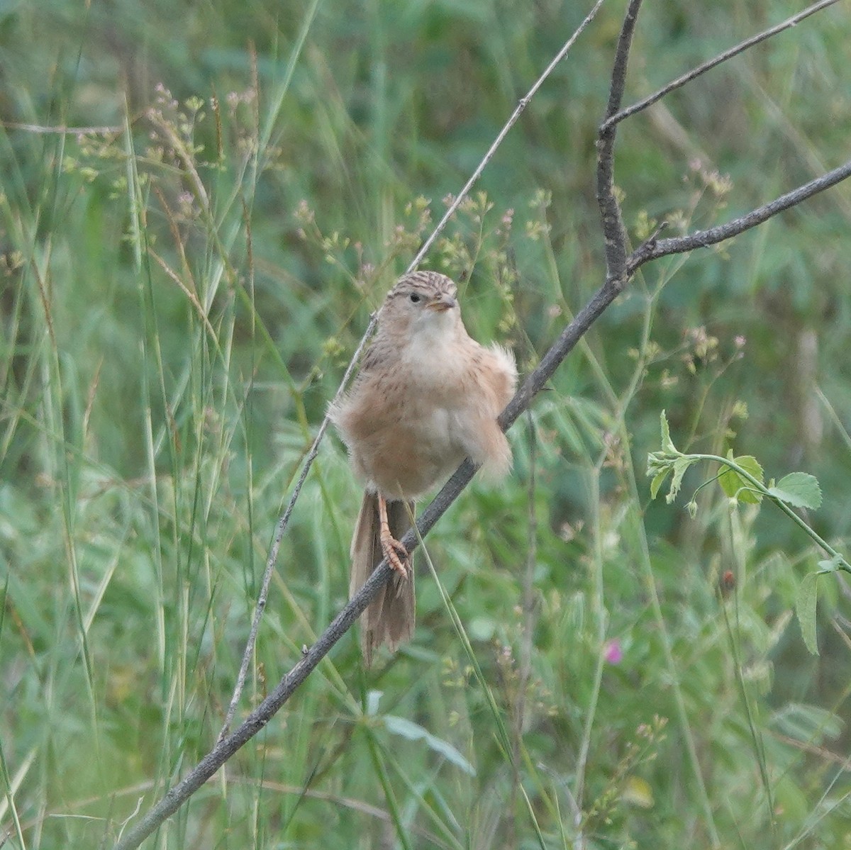 Common Babbler - ML638541715