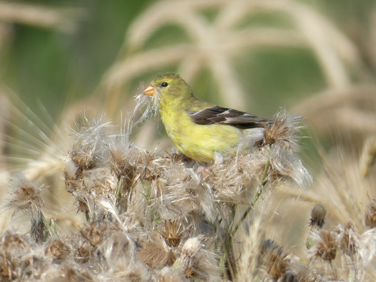 American Goldfinch - ML638541717