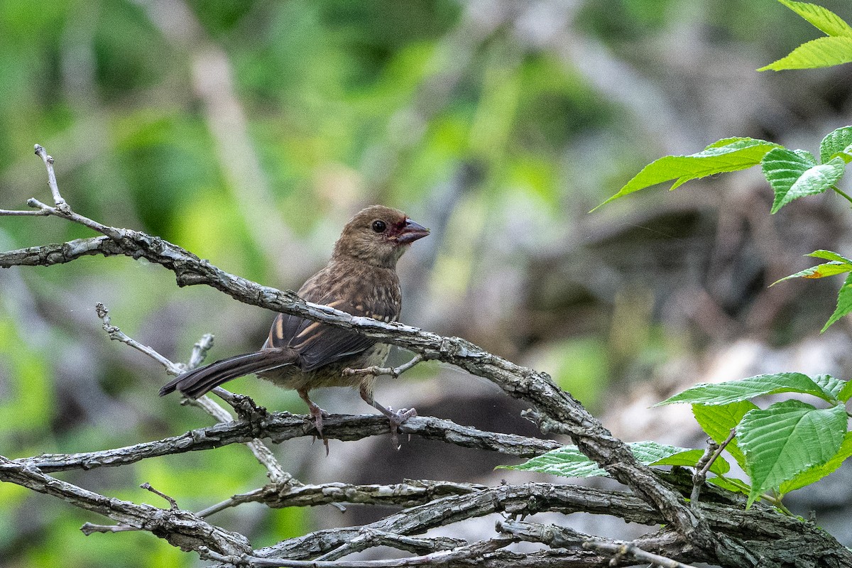 Eastern Towhee - ML638541719