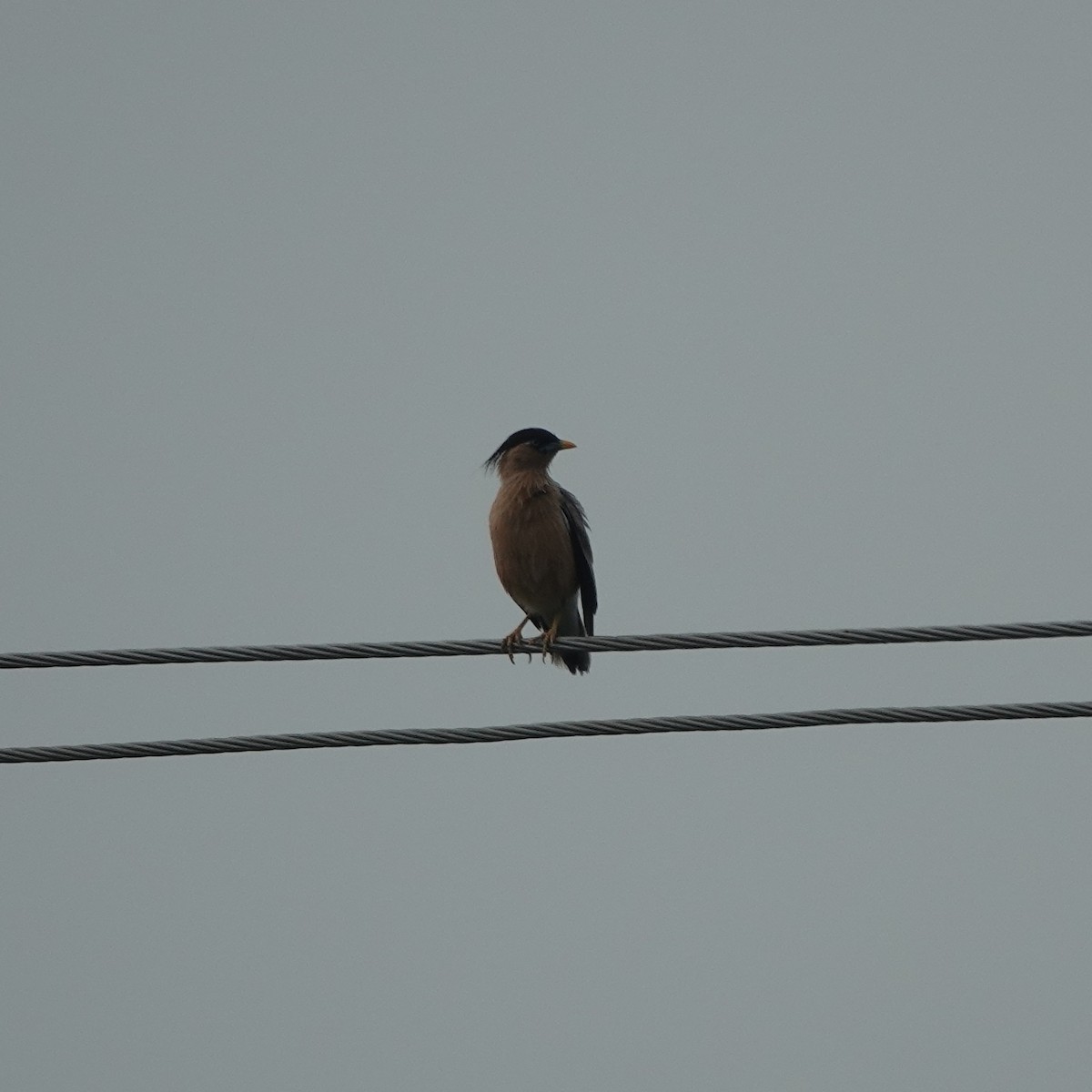 Brahminy Starling - ML638541720