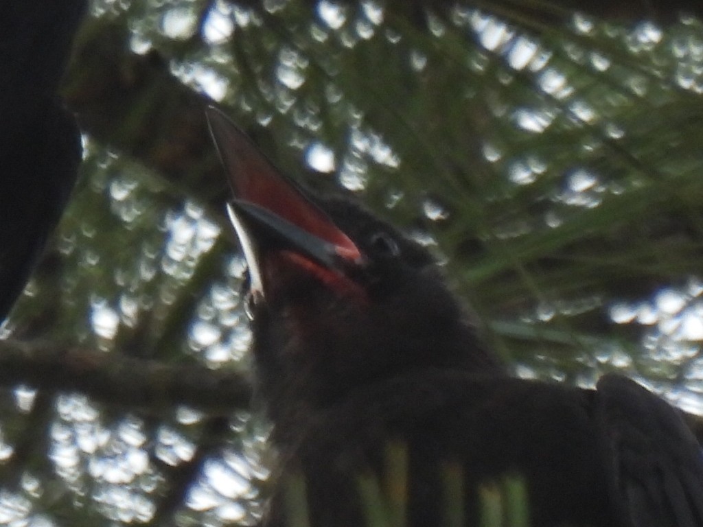 Fish Crow - ML638541721