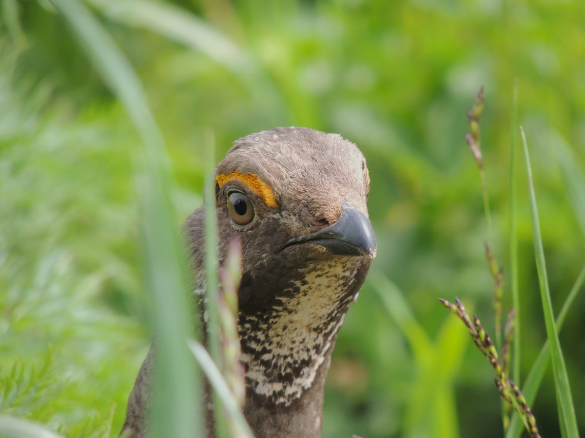 Dusky Grouse - ML638541722