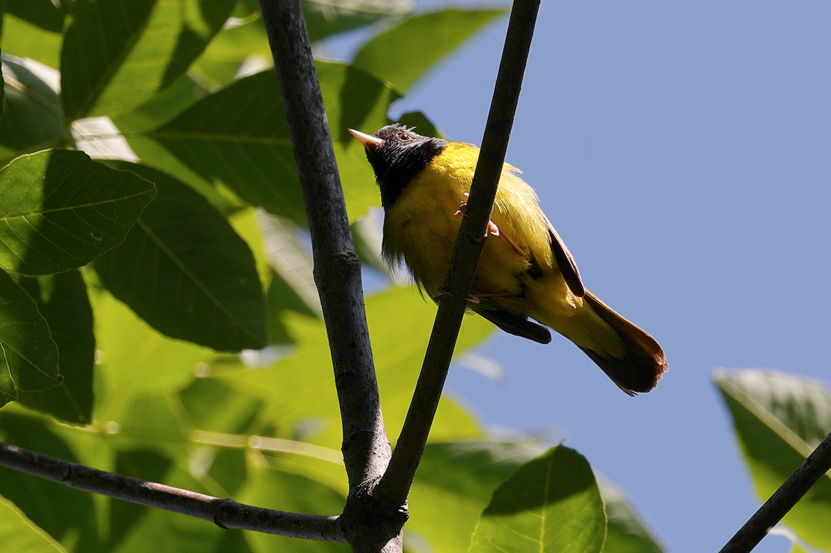 Mourning Warbler - ML638541724