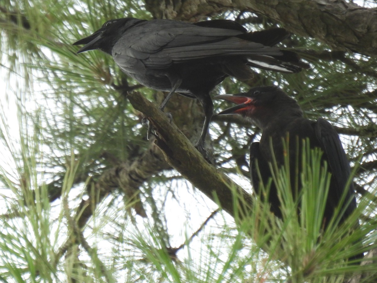 Fish Crow - ML638541726