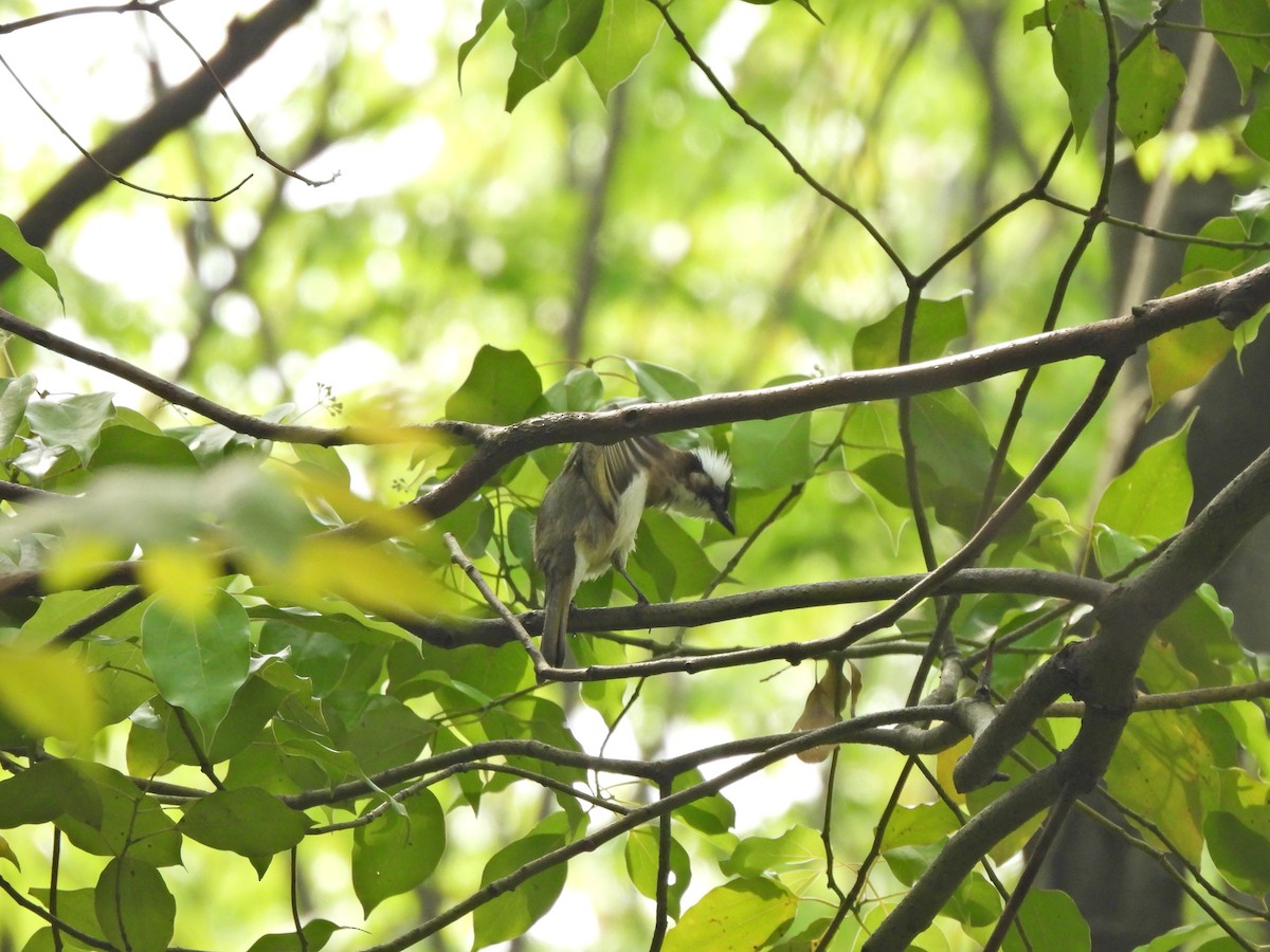 Light-vented Bulbul - ML638541727