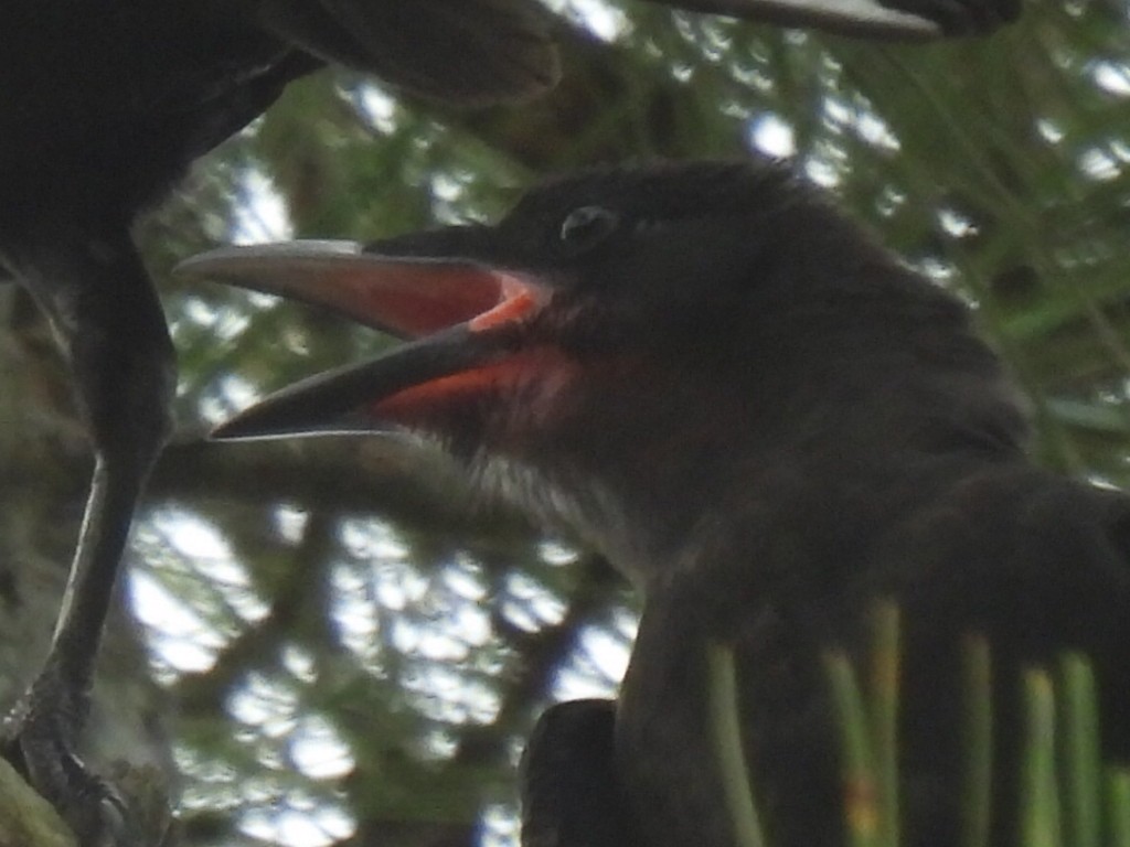 Fish Crow - ML638541732
