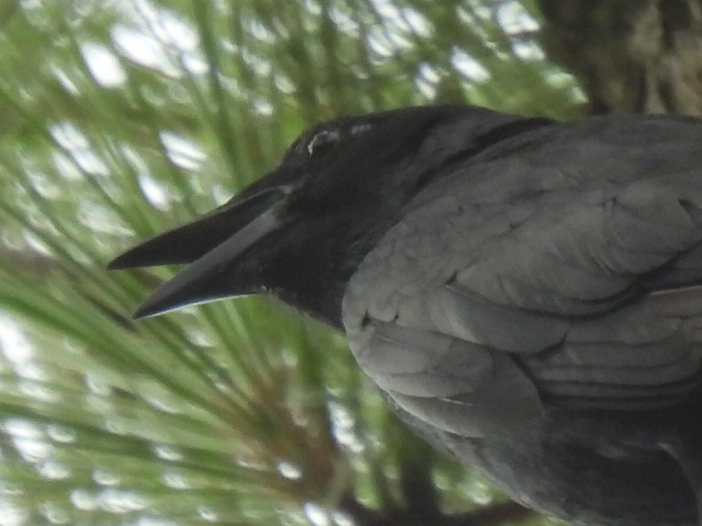 Fish Crow - ML638541734