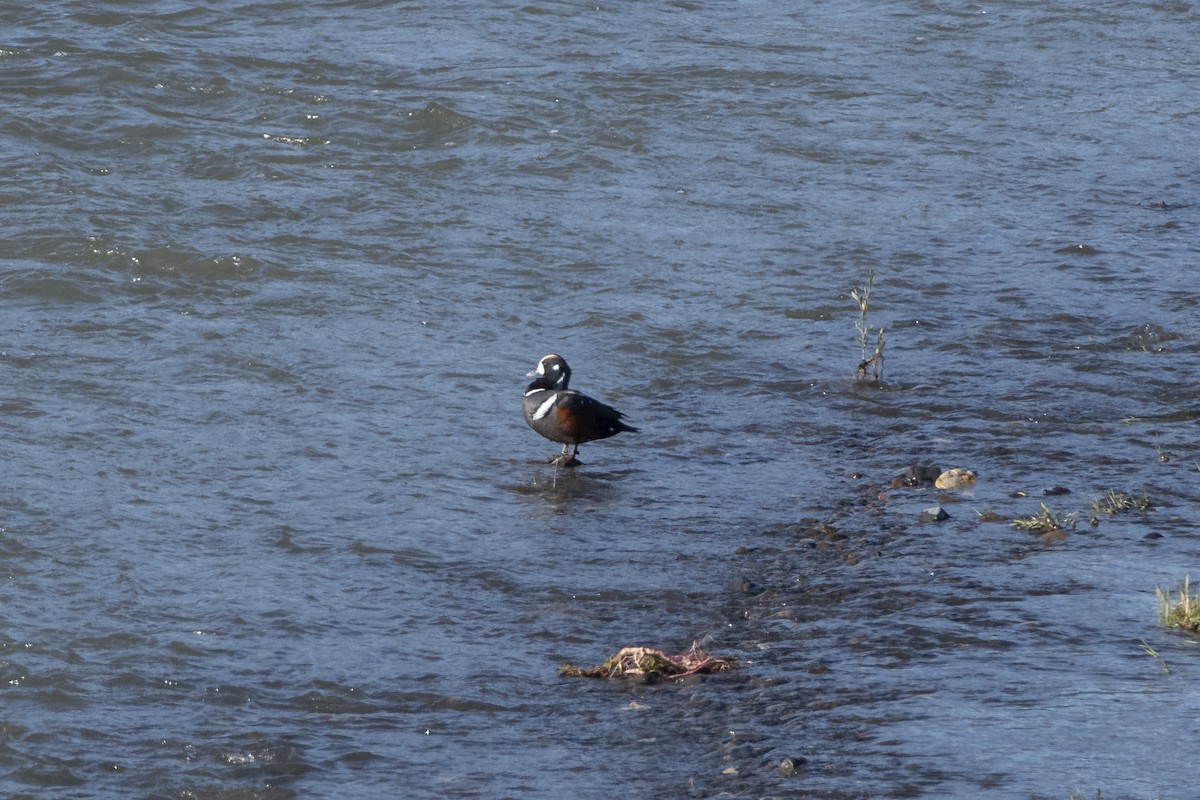 Harlequin Duck - ML638541757
