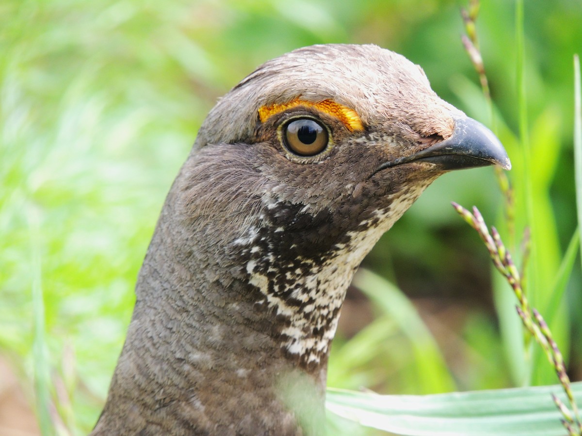 Dusky Grouse - ML638541762